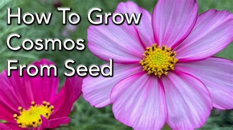 How to Grow Cosmos Flowers From Seed - How to Prune For More Flowers and General Care - YouTube