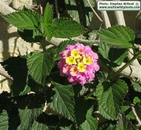 Lantana montevidensis (Trailing Lantana) : MaltaWildPlants.com - the online Flora of the Maltese ...