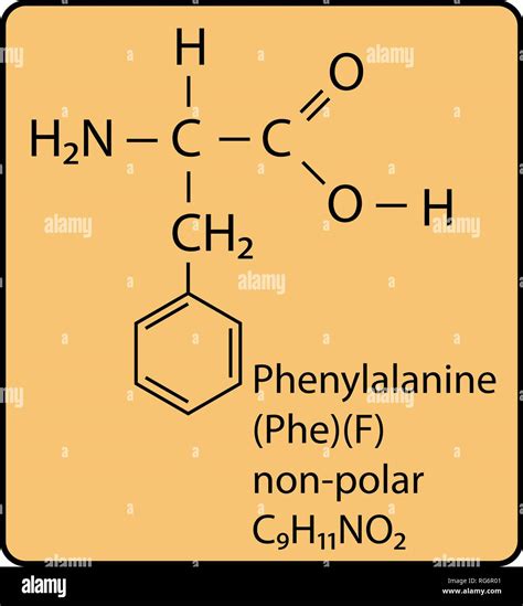 Phenylalanine Amino Acid Molecule Skeletal Structure Stock Vector Image & Art - Alamy