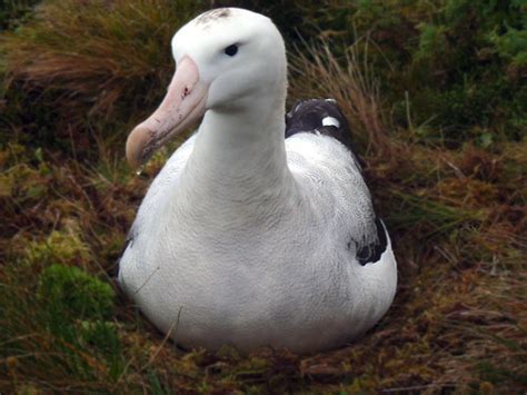 Tristan Albatross - Global Endangered Species