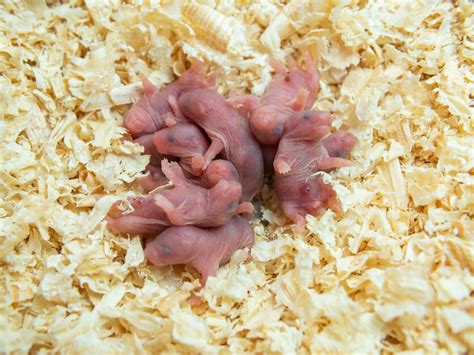 Baby Hamsters: Everything You Need To Know About Care – Hamsteropedia