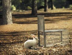 8 Best Rabbit traps ideas | rabbit traps, rabbit, traps