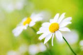 Free picture: chamomile, tea, flower, daisy, plant, blossom, herb, petal, meadow