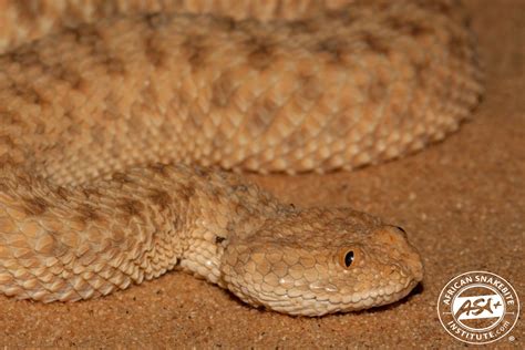 Sahara Sand Viper : Sahara Sand Viper (Cerastes vipera) is a venomous ...