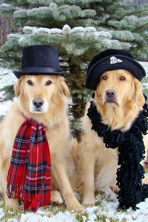 10 Best Golden Retriever Costumes That Will Make You Smile! – Thinking of Something