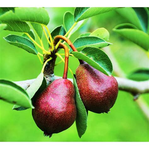 Online Orchards Dwarf Seckel Sugar Pear Tree - Perfectly Snack-Sized ...