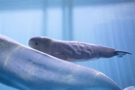 Name the Shedd Aquarium’s baby beluga whale - Chicago Sun-Times