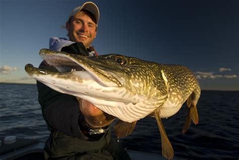 Northern Pike Fishing Trips in Ontario, Canada