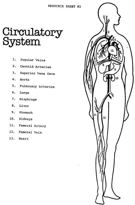 Human Circulatory System For Kids