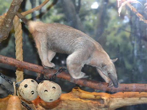 The Online Zoo - Southern Tamandua