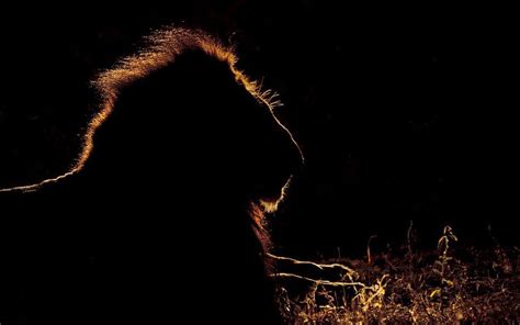 Stunning silhouettes show animals of Africa at sunrise and sunset ...