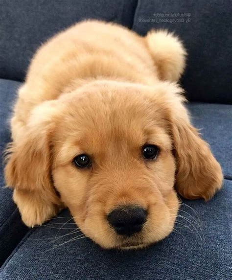 Baby Golden Retriever | PETSIDI