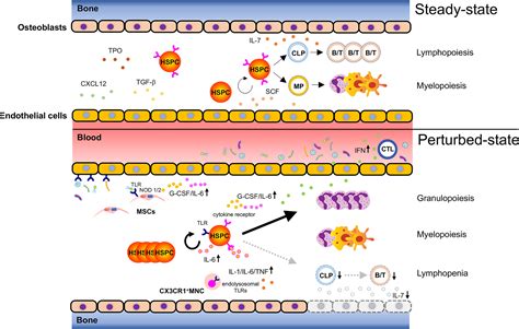 Frontiers | Immuno-Modulation of Hematopoietic Stem and Progenitor ...