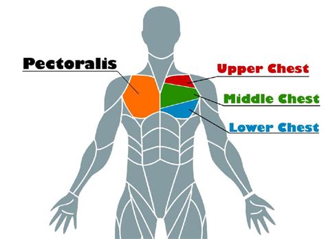 Incline Bench Press? (A bodybuilding guide to a bigger chest)