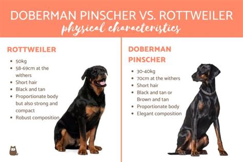 Doberman Pinscher vs. Rottweiler - Main Differences!