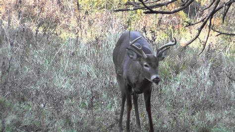 (GRAPHIC) Ground n pound... 6 point buck taken during 2015 archery season - YouTube