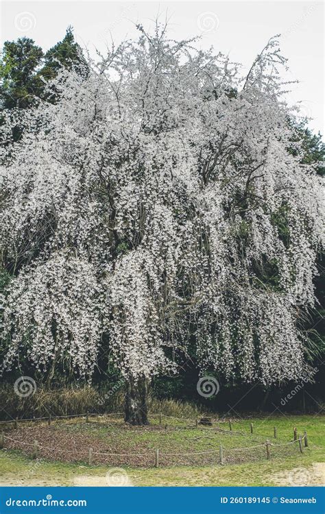 A Cherry Blossoms in Kyoto in the Temples of Daigo Ji Stock Image ...