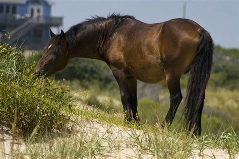 Corolla Wild Horses - Photos, Tours and Info - OuterBanks.com