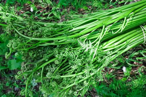 How to Grow & Care for Fiddlehead Ferns (Ostrich Fern)