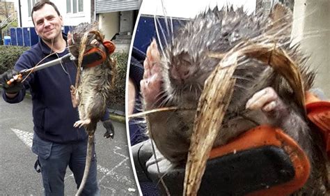 Britain's biggest ever RAT: 4ft monster rodent found at children's ...