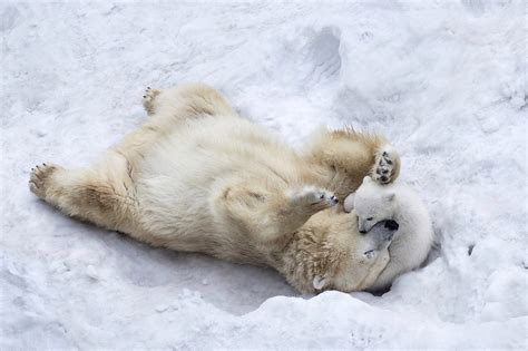 nature, Animals, Winter, Polar bears, Wildlife, Baby animals, Snow, Playing Wallpapers HD ...