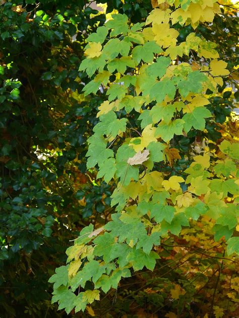 Mountain Maple, Maple, Leaves, Fall Color, leaves, green, yellow ...