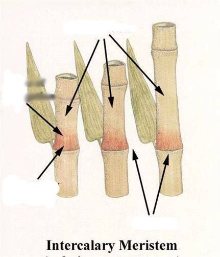 Intercalary Meristem Diagram