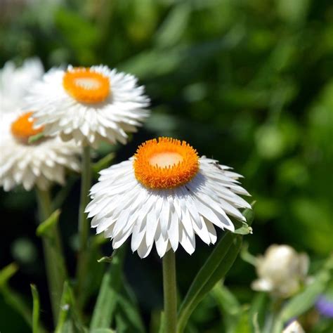 Everlasting Daisy - White seeds