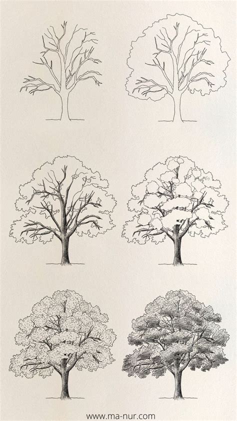 Trees Drawing Tutorials | Botanik çizim, Çizim fikirleri, Sanat öğreticiler