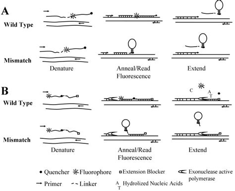 Mechanism of exonucleasedeficient (A) and exonuclease-active (B) PCR... | Download Scientific ...