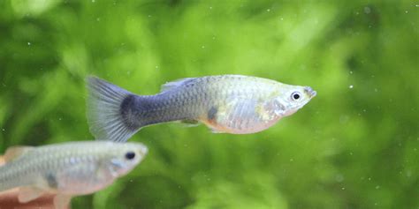 Guppy Fish Growth Stages: Fom Fry to Adult Guppies