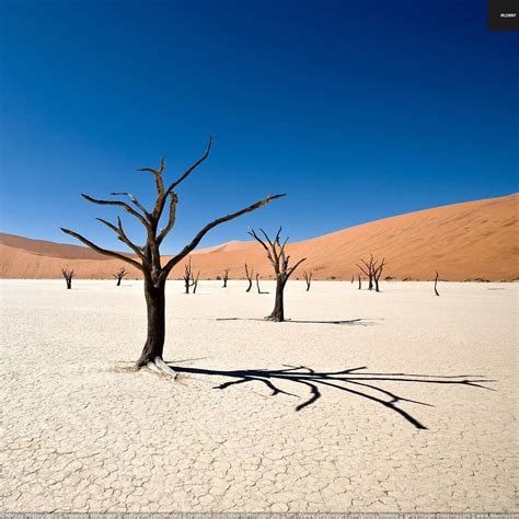 Deadvlei Desert Trees Sossusvlei, Namibia - Mlenny Photography Travel, Nature, People & AI