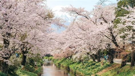 The 7 Best Outdoor Spring Activities to Do in Japan - Klook Travel Blog