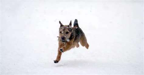 BBC Weather forecasts snow and sleet for Berkshire towns including Reading, Slough, Maidenhead ...