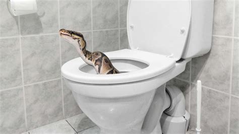 When Buying a Home, Don't Forget to Check for Snakes | realtor.com®