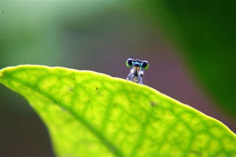 Baby Dragonfly Free Stock Photo - Public Domain Pictures