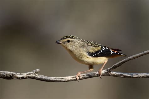 Spotted Pardalote (Pardalotus punctatus) female | Strangways… | patrickkavanagh | Flickr