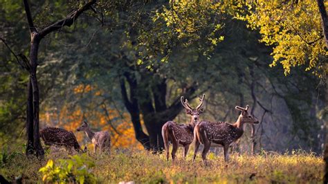 Kanha Travel Guide | Things To Do In Kanha National Park