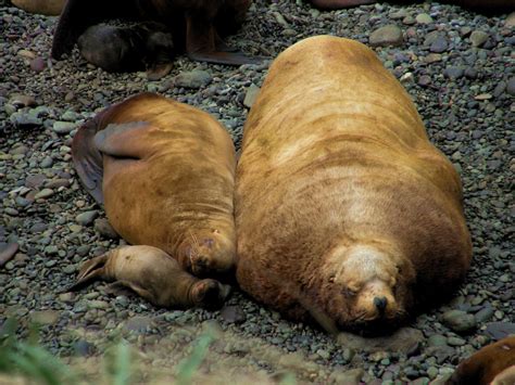 Toxins in turds: learning about algal toxins with sea lion poop ...