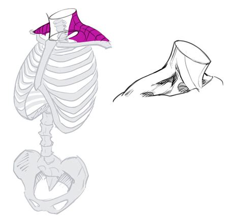 How to draw the torso front view – Artofit