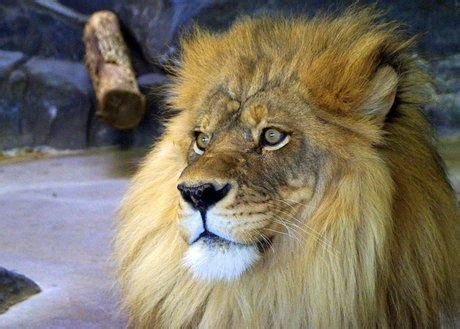 Contemplation by Tessa Hentges on Capture Minnesota | Big cats, Lion ...