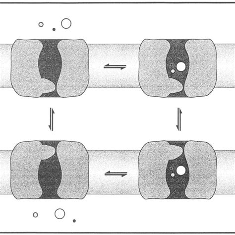 Neurotransmitter action and reuptake. Neurotransmitters released by ...