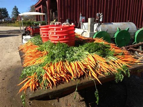 carrot harvest at spring ledge farm | Farm, Harvest, Carrots