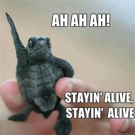 27 best Turtle memes images on Pinterest | Funny stuff, Funny things and Ha ha