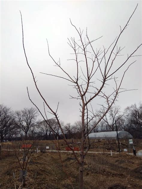 Now's the time to prune apple trees | The Drummer and The Wright County ...