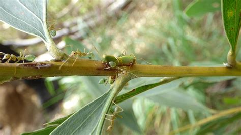 Green Weaver Ants Protecting Treehoppers in Australia - NWF | Ranger Rick