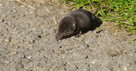 Pacific Water Shrew Disappearing From Lower Mainland | HuffPost Canada