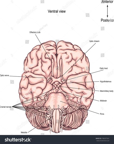 Ventral Surface Brain Underside Brain Anatomy Stock Vector (Royalty ...