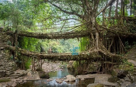 Iconic Living Root Bridge of Meghalaya’s May Soon Become a UNESCO World Heritage Site - Lets ...