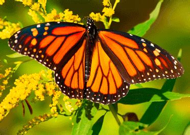 Monarch Butterfly Flying Gif